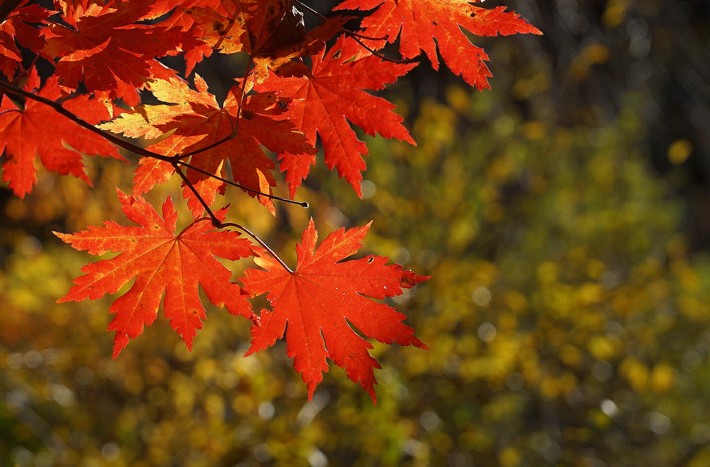 Maple leaf 枫叶